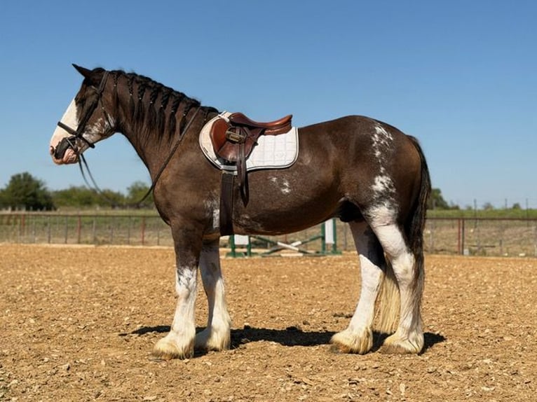 Clydesdale Castrone 11 Anni Baio in Weatherford