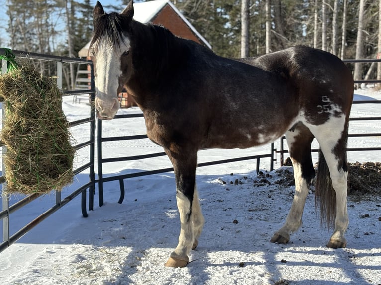 Clydesdale Mix Castrone 12 Anni 163 cm Rabicano in North Anson