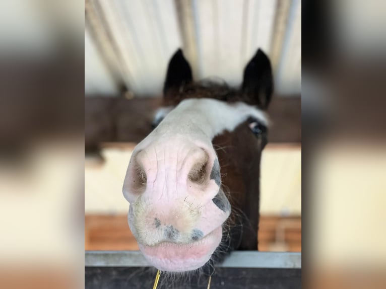 Clydesdale Castrone 18 Anni 178 cm Baio in EssenEssen