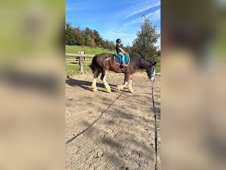 Clydesdale Castrone 18 Anni 178 cm Baio in EssenEssen