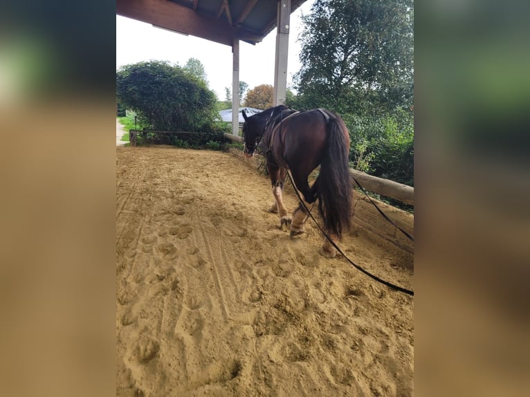 Clydesdale Castrone 18 Anni 178 cm Baio in EssenEssen