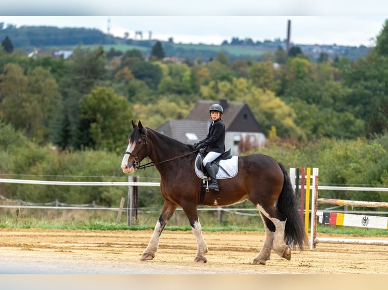 Clydesdale Castrone 18 Anni 178 cm Baio in EssenEssen