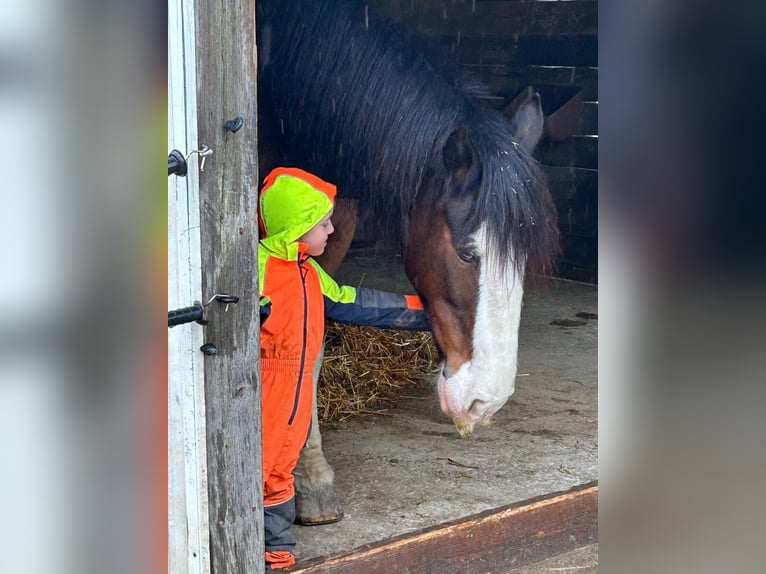 Clydesdale Castrone 18 Anni 178 cm Baio in EssenEssen