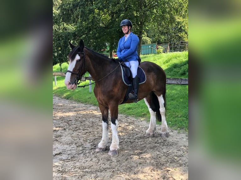 Clydesdale Castrone 18 Anni 178 cm Baio in EssenEssen