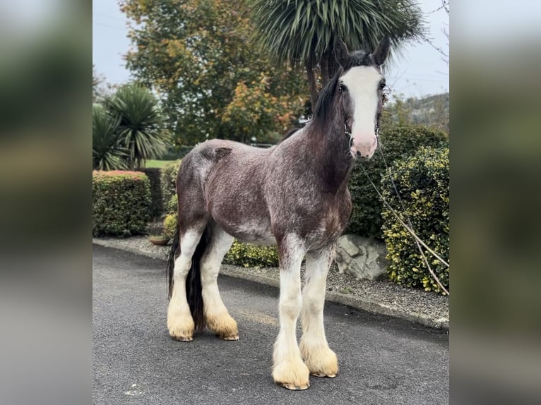 Clydesdale Castrone 3 Anni 182 cm in Down