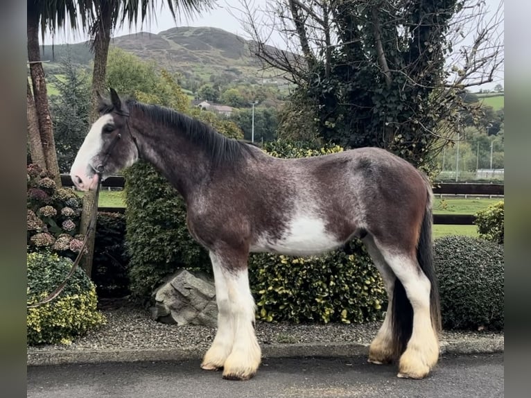 Clydesdale Castrone 3 Anni 182 cm in Down