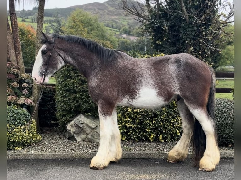 Clydesdale Castrone 3 Anni 182 cm in Down