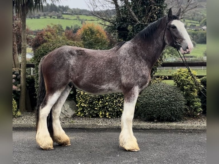 Clydesdale Castrone 3 Anni 182 cm in Down