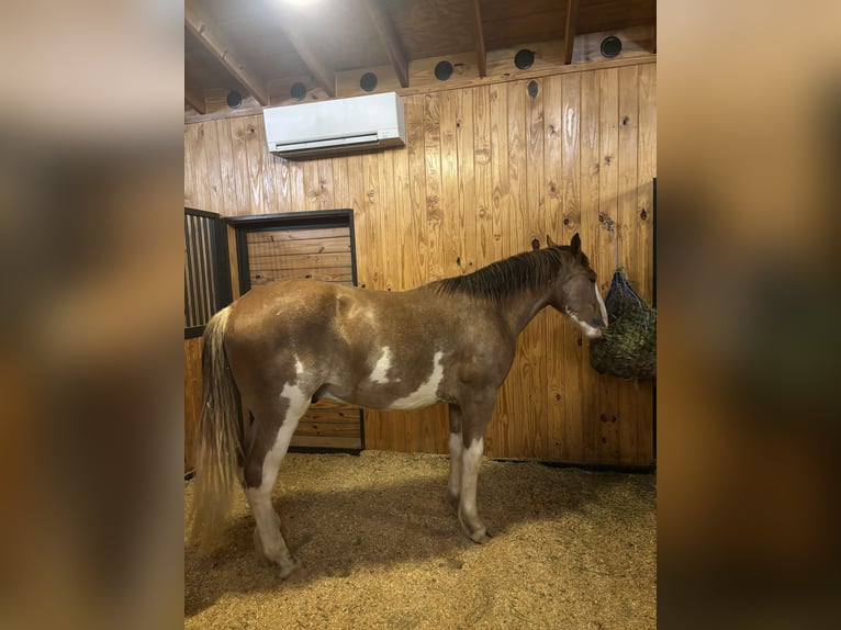 Clydesdale Mix Castrone 3 Anni  in Alva