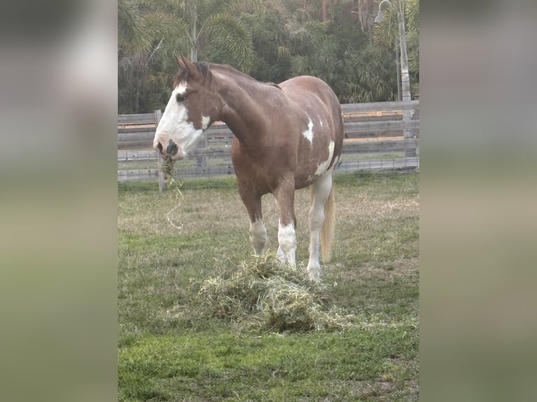 Clydesdale Mix Castrone 3 Anni  in Alva