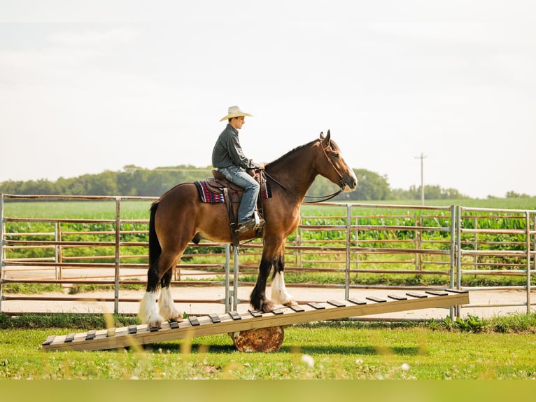 Clydesdale Mix Castrone 4 Anni 163 cm Baio ciliegia in Cambridge