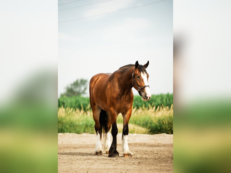 Clydesdale Mix Castrone 4 Anni 163 cm Baio ciliegia in Cambridge