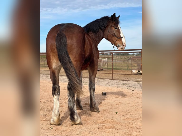 Clydesdale Castrone 4 Anni 170 cm Baio ciliegia in Jacksboro TX