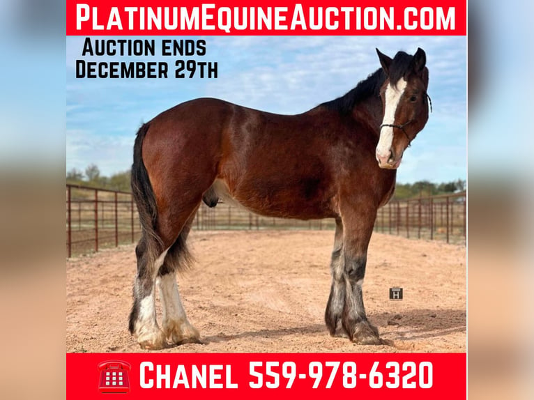 Clydesdale Castrone 4 Anni 170 cm Baio ciliegia in Jacksboro TX