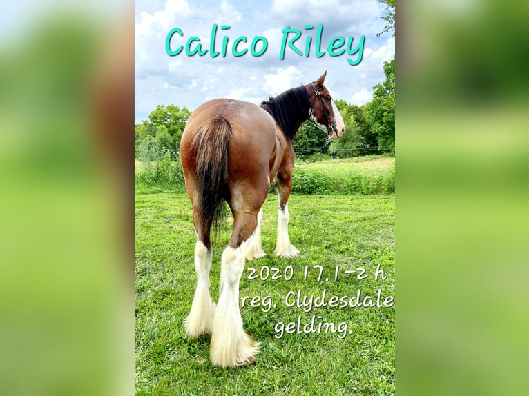 Clydesdale Castrone 4 Anni 173 cm Baio ciliegia in Ava