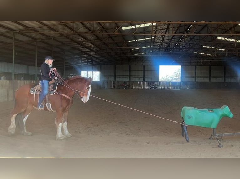 Clydesdale Castrone 5 Anni 163 cm Baio roano in Jacksboro, TX