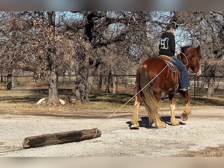 Clydesdale Castrone 5 Anni 163 cm Baio roano in Jacksboro, TX