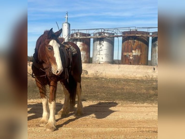 Clydesdale Castrone 5 Anni 163 cm Baio roano in Jacksboro, TX