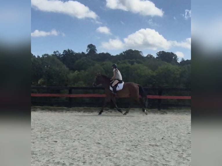 Clydesdale Mix Castrone 5 Anni 165 cm Baio ciliegia in Street