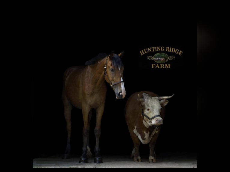 Clydesdale Mix Castrone 5 Anni 165 cm Baio ciliegia in Street