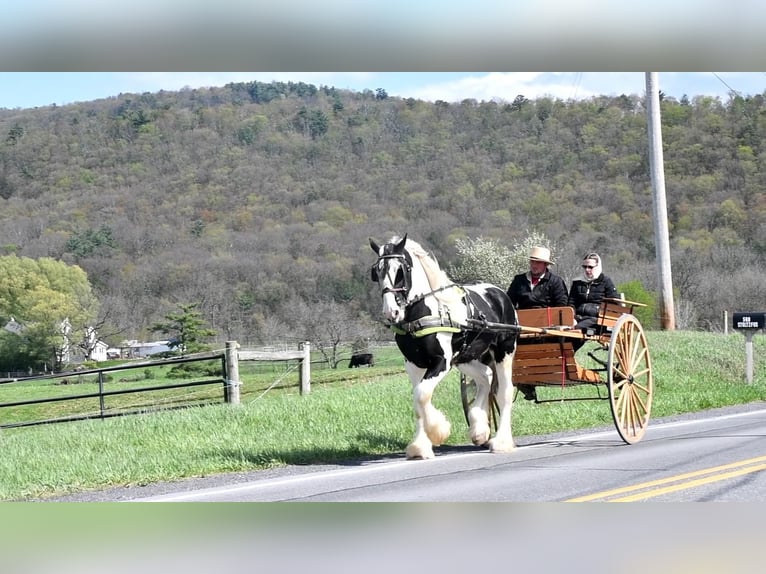 Clydesdale Mix Castrone 5 Anni in Rebersburg, PA