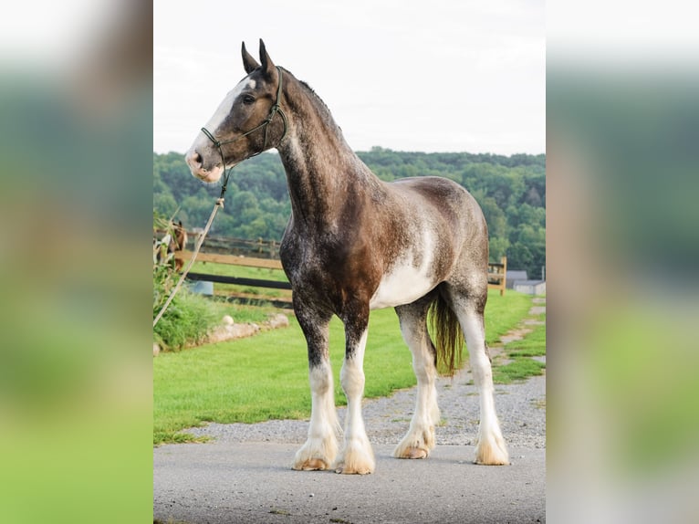 Clydesdale Castrone 5 Anni Pezzato in Honey Brook