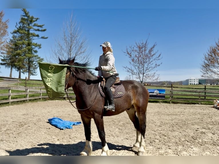 Clydesdale Mix Castrone 6 Anni 173 cm Baio ciliegia in Gap