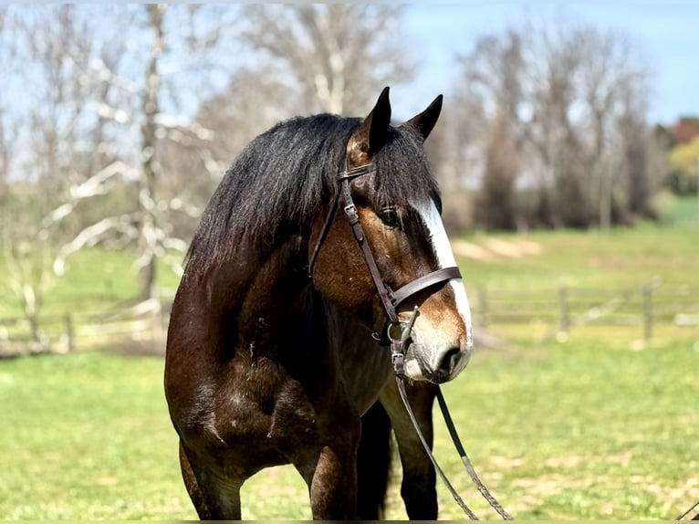 Clydesdale Mix Castrone 6 Anni 173 cm Baio ciliegia in Gap