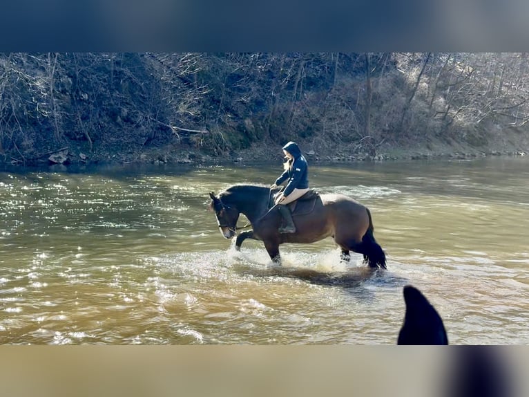 Clydesdale Mix Castrone 6 Anni 173 cm Baio ciliegia in Gap
