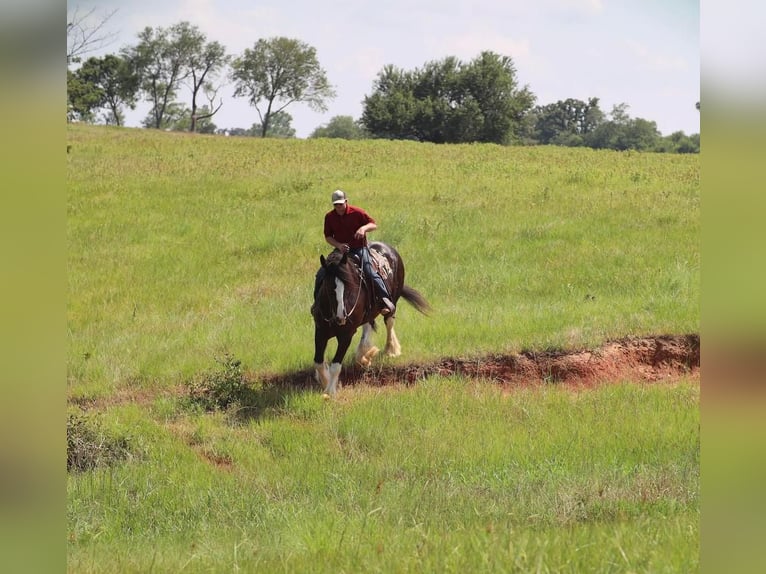 Clydesdale Castrone 6 Anni 183 cm Morello in Grand Saline