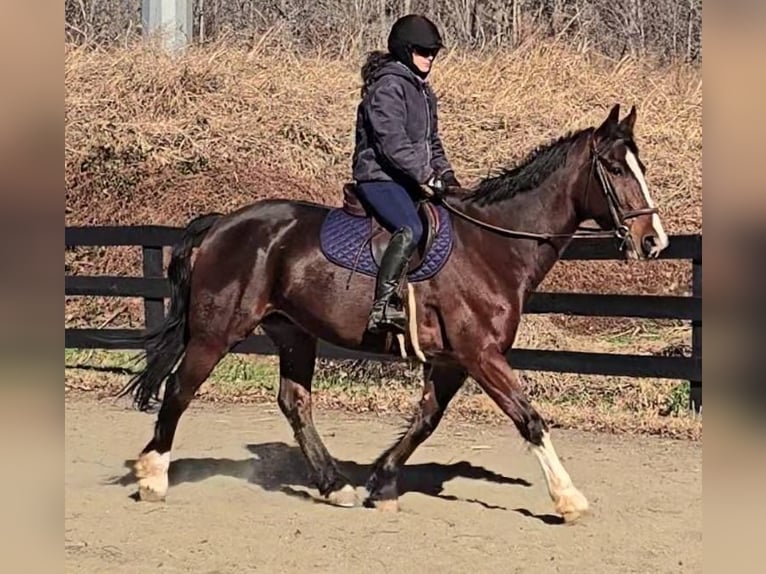 Clydesdale Castrone 7 Anni 165 cm Baio ciliegia in Jeffersonton