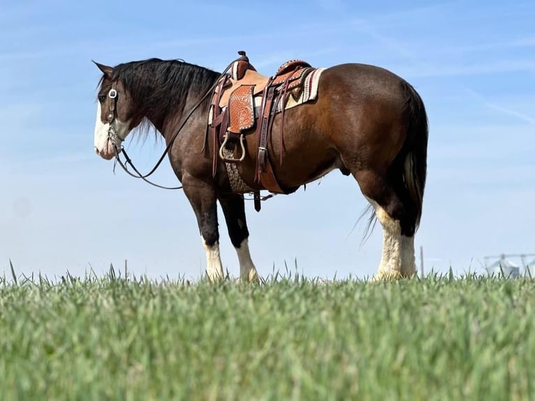 Clydesdale Mix Castrone 7 Anni Baio scuro in Zearing, IA