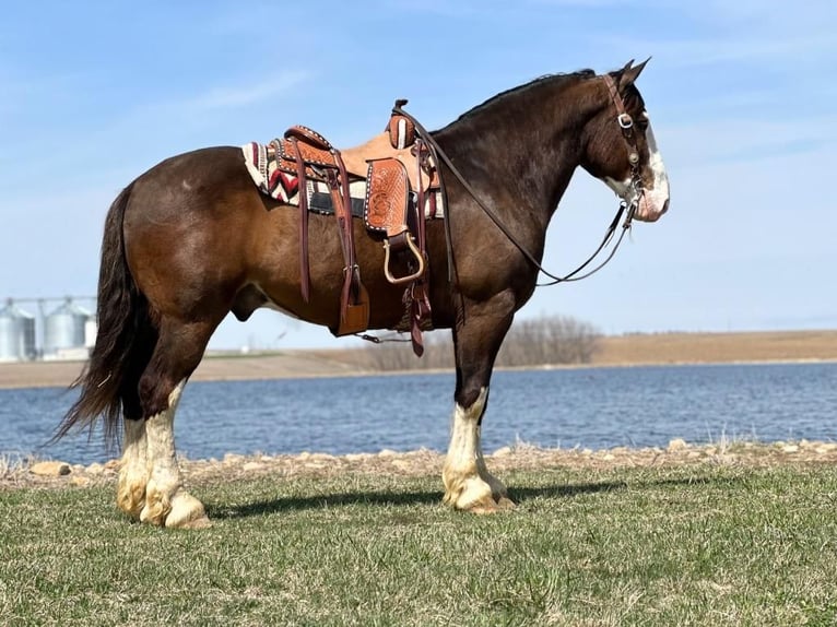 Clydesdale Mix Castrone 7 Anni Baio scuro in Zearing, IA