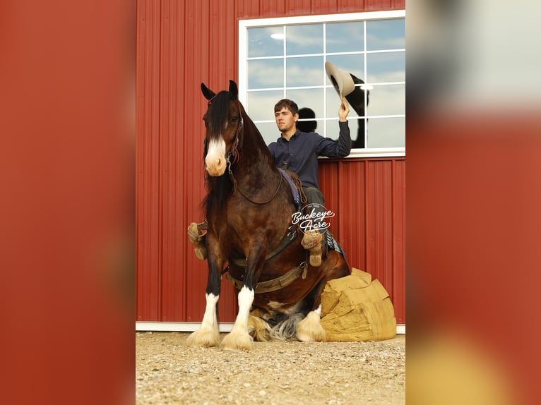 Clydesdale Mix Castrone 8 Anni 163 cm Baio scuro in Millersburg