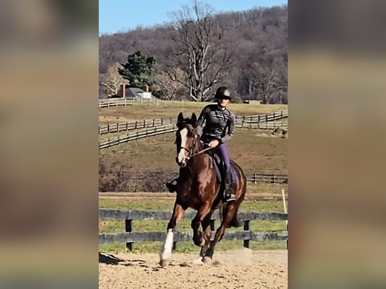 Clydesdale Castrone 8 Anni 165 cm Baio ciliegia in Jeffersonton