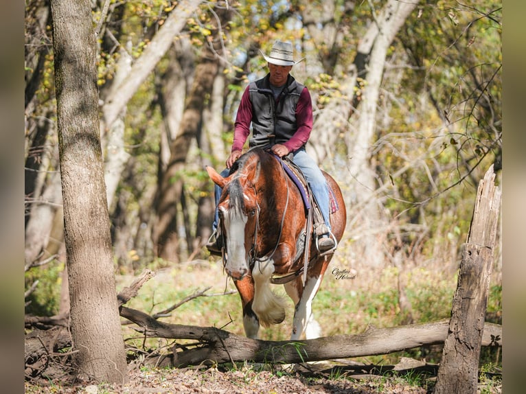 Clydesdale Castrone 9 Anni 175 cm Baio ciliegia in Fairbank
