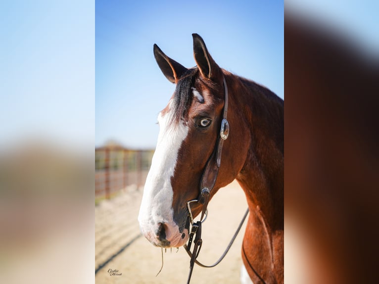 Clydesdale Castrone 9 Anni 175 cm Baio ciliegia in Fairbank Clydesdale Castrone 9 Anni 175 cm Baio ciliegia in Fairbank