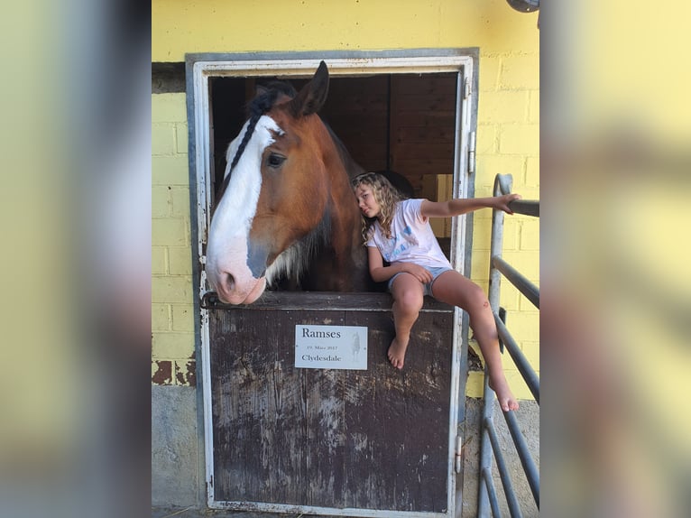 Clydesdale Castrone 9 Anni 188 cm Falbo baio in Kappel