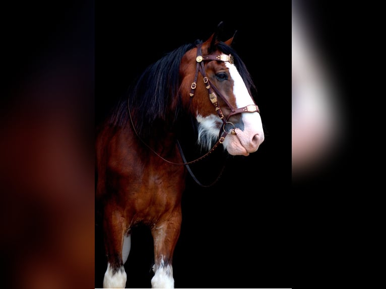 Clydesdale Castrone 9 Anni 188 cm Falbo baio in Kappel