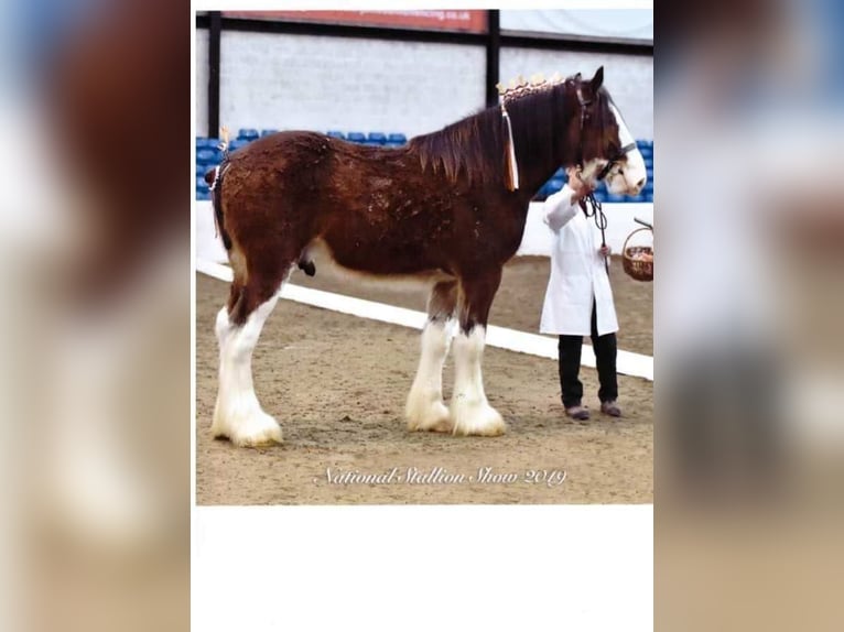 Clydesdale Castrone 9 Anni 188 cm Falbo baio in Kappel