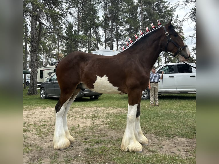 Clydesdale Étalon 1 Année 173 cm Bai cerise in Canora, SK