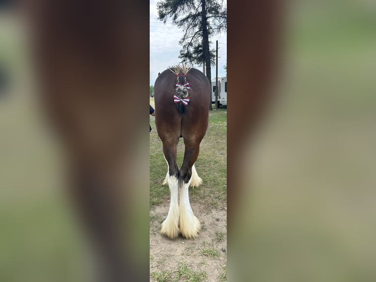 Clydesdale Étalon 1 Année 173 cm Bai cerise in Canora, SK