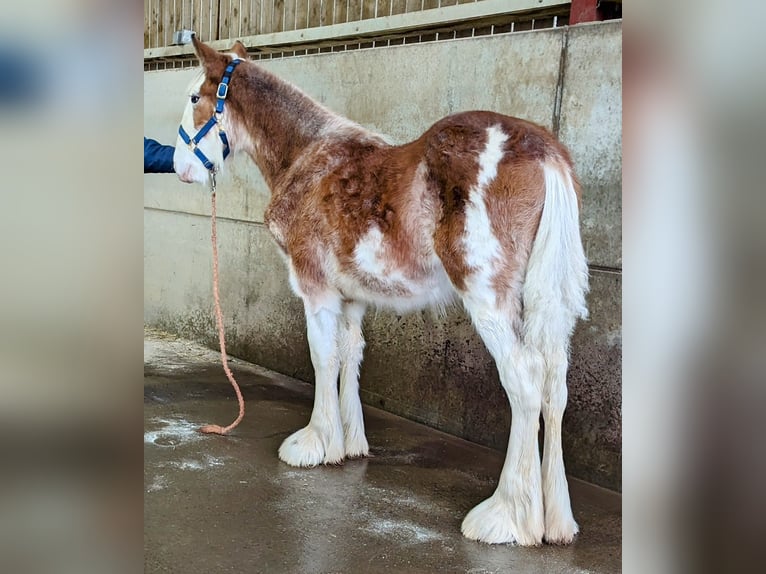 Clydesdale Étalon 1 Année 175 cm in York