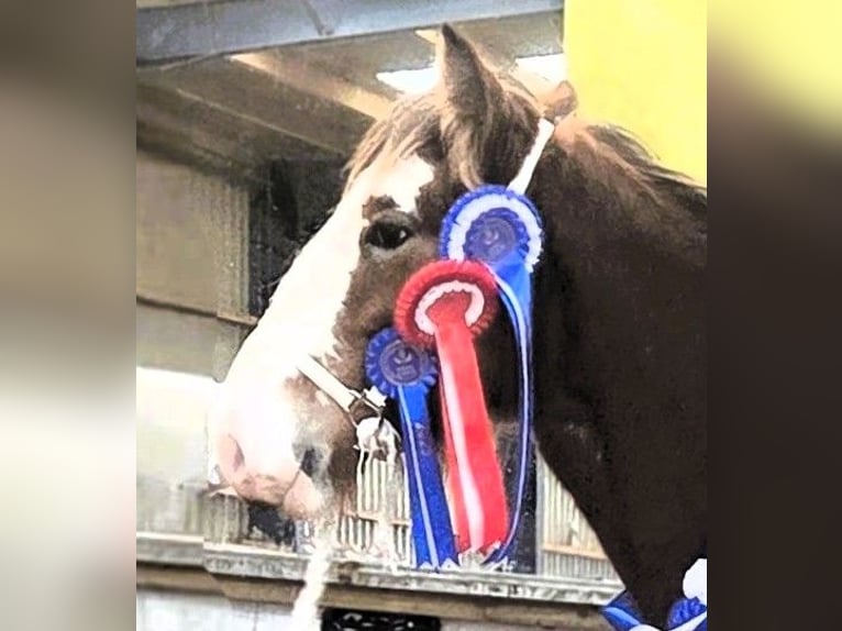 Clydesdale Étalon 1 Année in whitegate