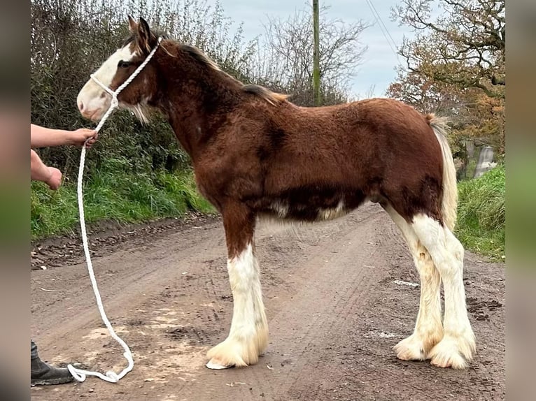 Clydesdale Étalon 1 Année in marbury