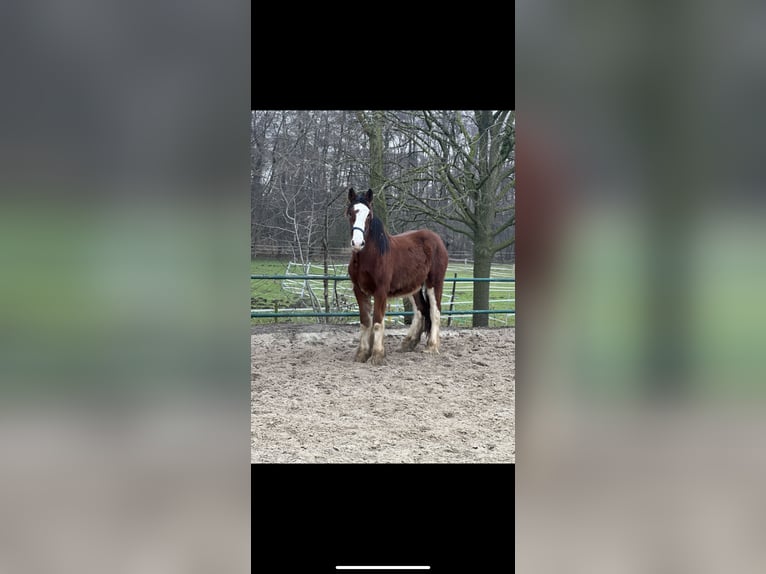 Clydesdale Étalon 2 Ans 162 cm Bai in Issum