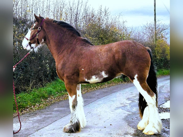 Clydesdale Étalon 2 Ans in marbury