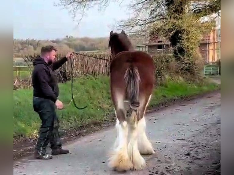 Clydesdale Étalon 2 Ans in marbury