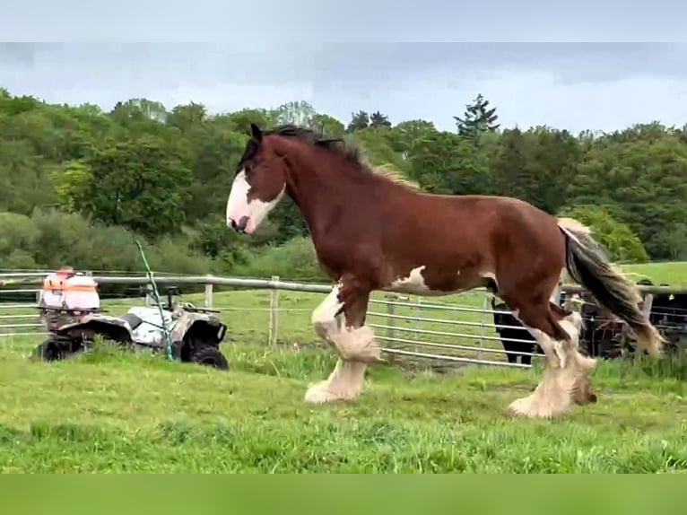 Clydesdale Étalon 2 Ans  in whitegate