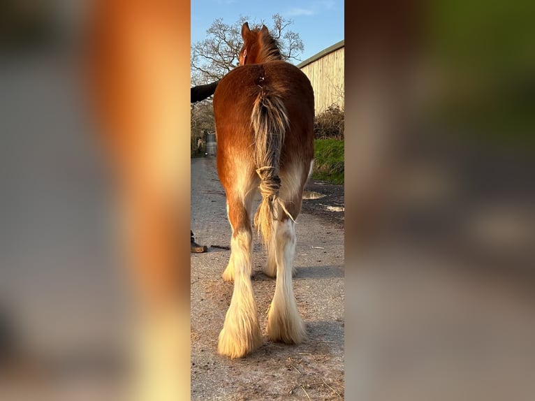 Clydesdale Étalon 2 Ans in whitegate